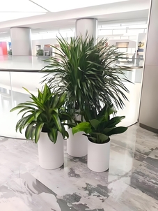 鄞州绿化修剪哪家强？专业团队超在行